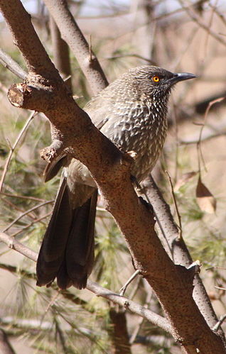 Arrow-marked babbler